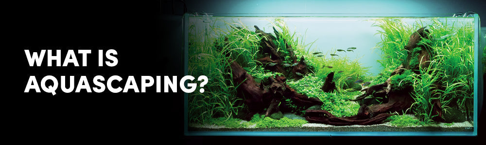 What Is Aquascaping?