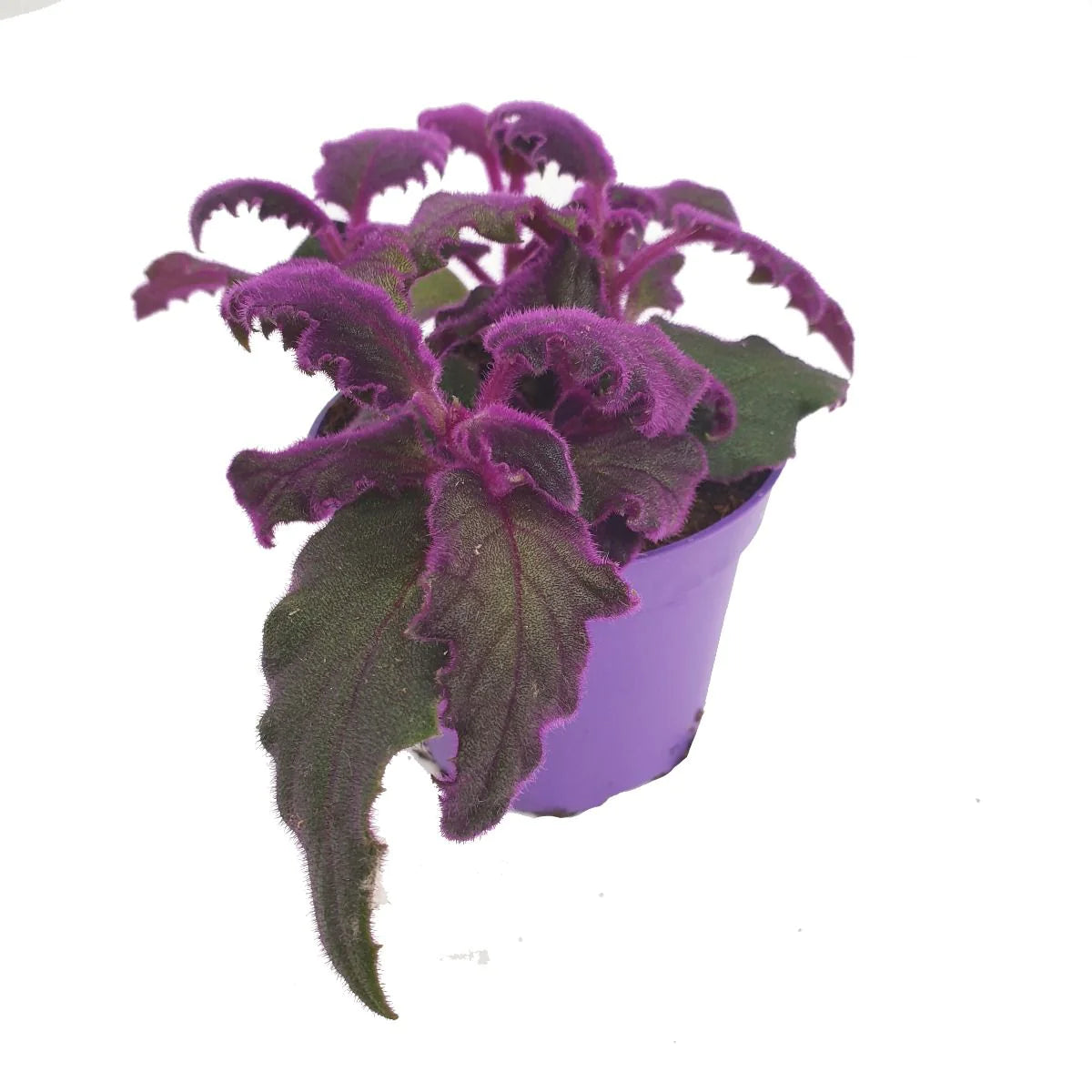 Gynura Purple Velvet