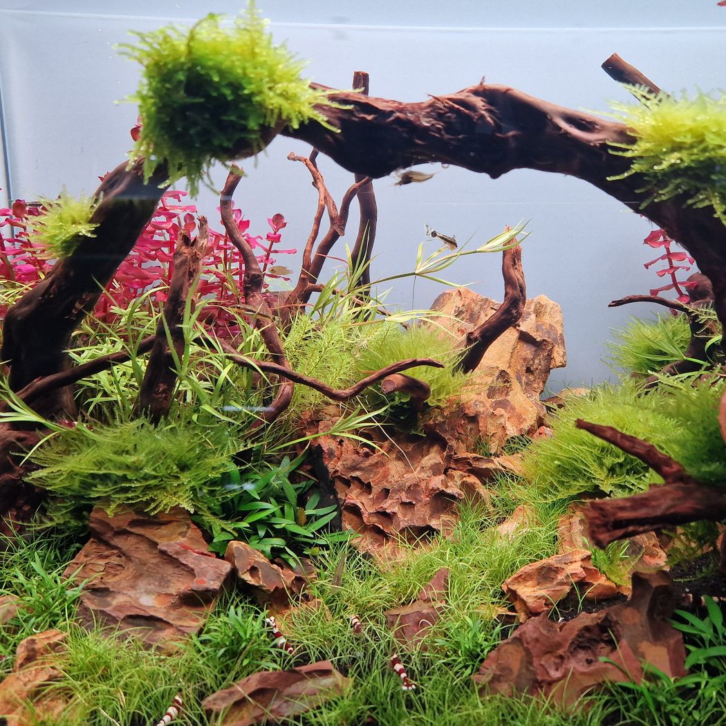Dragon Stone per kg