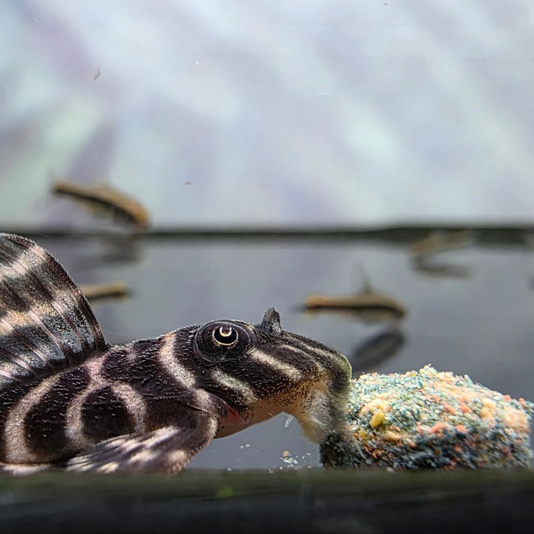 Fish Pro - Algae Nuggets - 50g