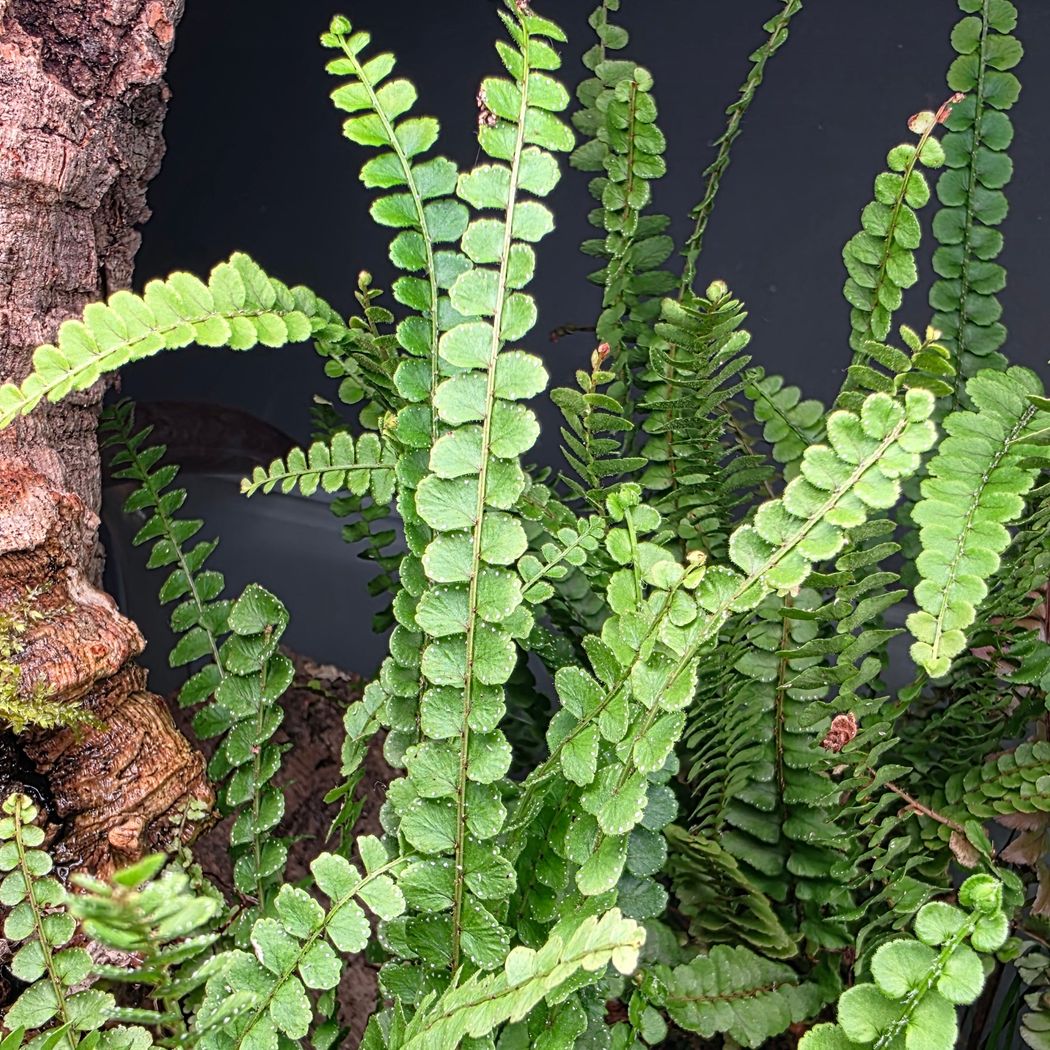 Lemon button Fern