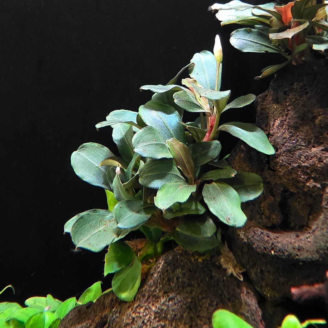 Aquafleur Bucephalandra theia