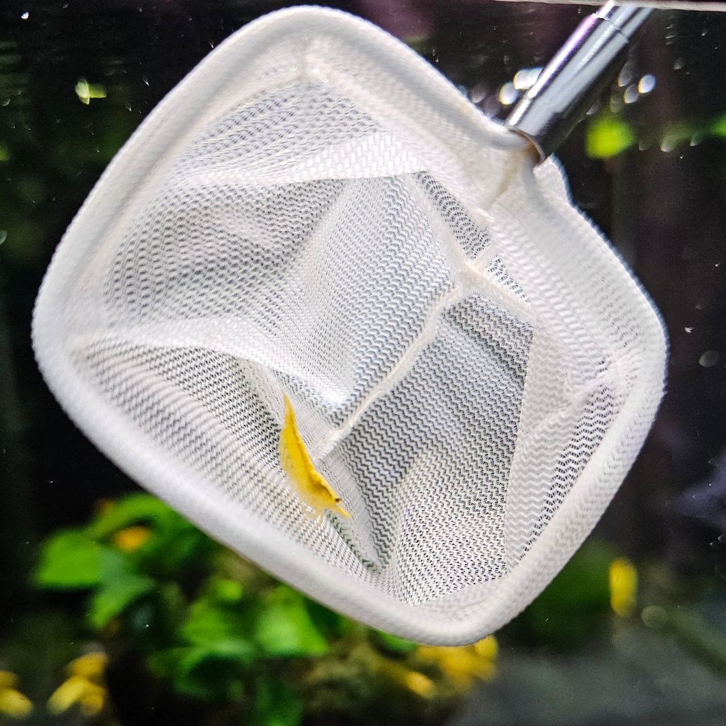 Shrimp Net - Telescopic 3D