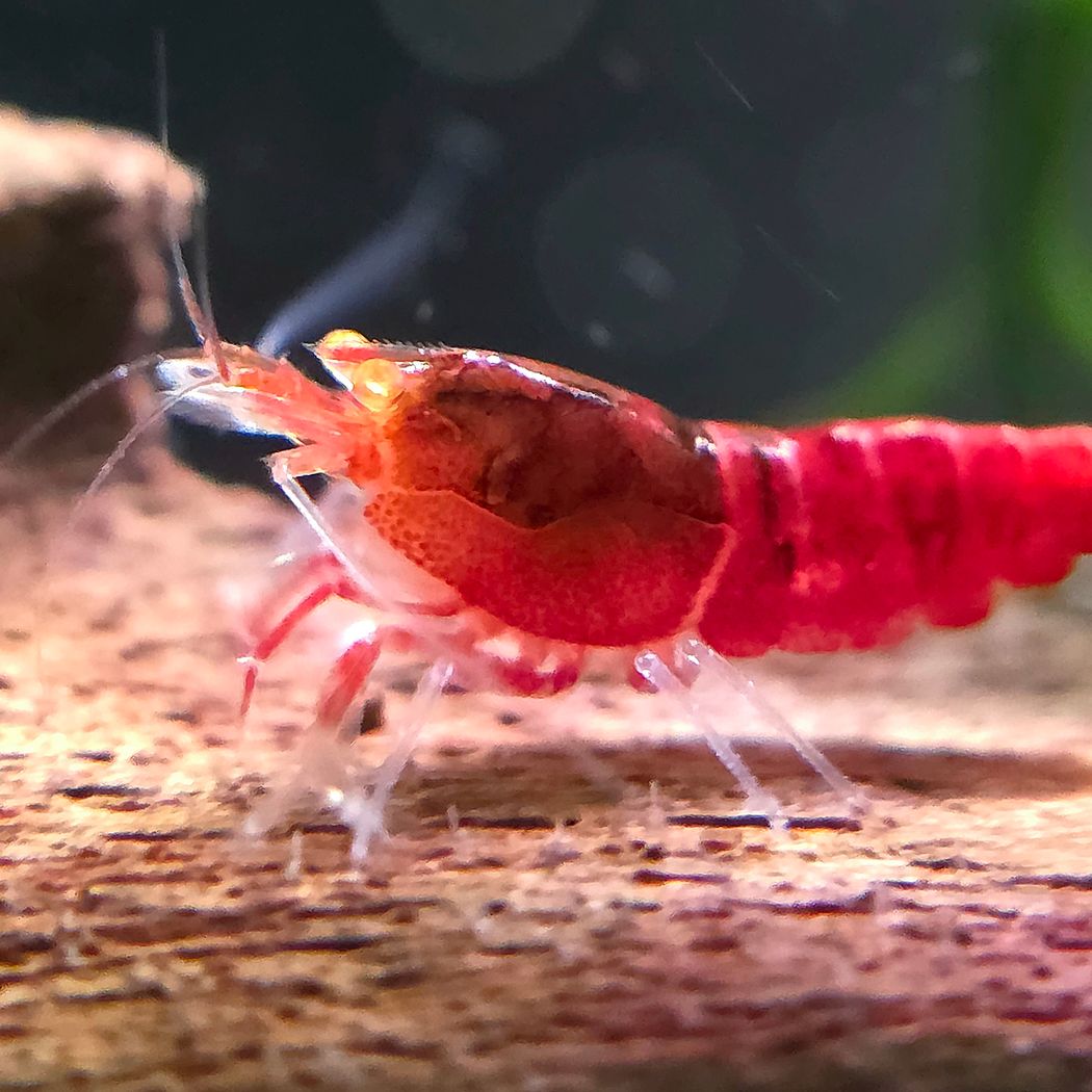 Red Devil Shrimp