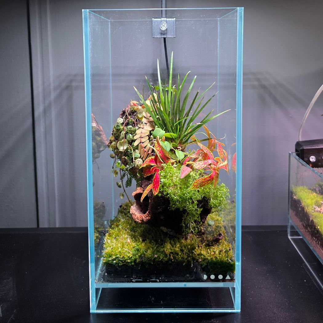 DOOA Neo Glass Air W15xD15xH25 – horizon aquatics