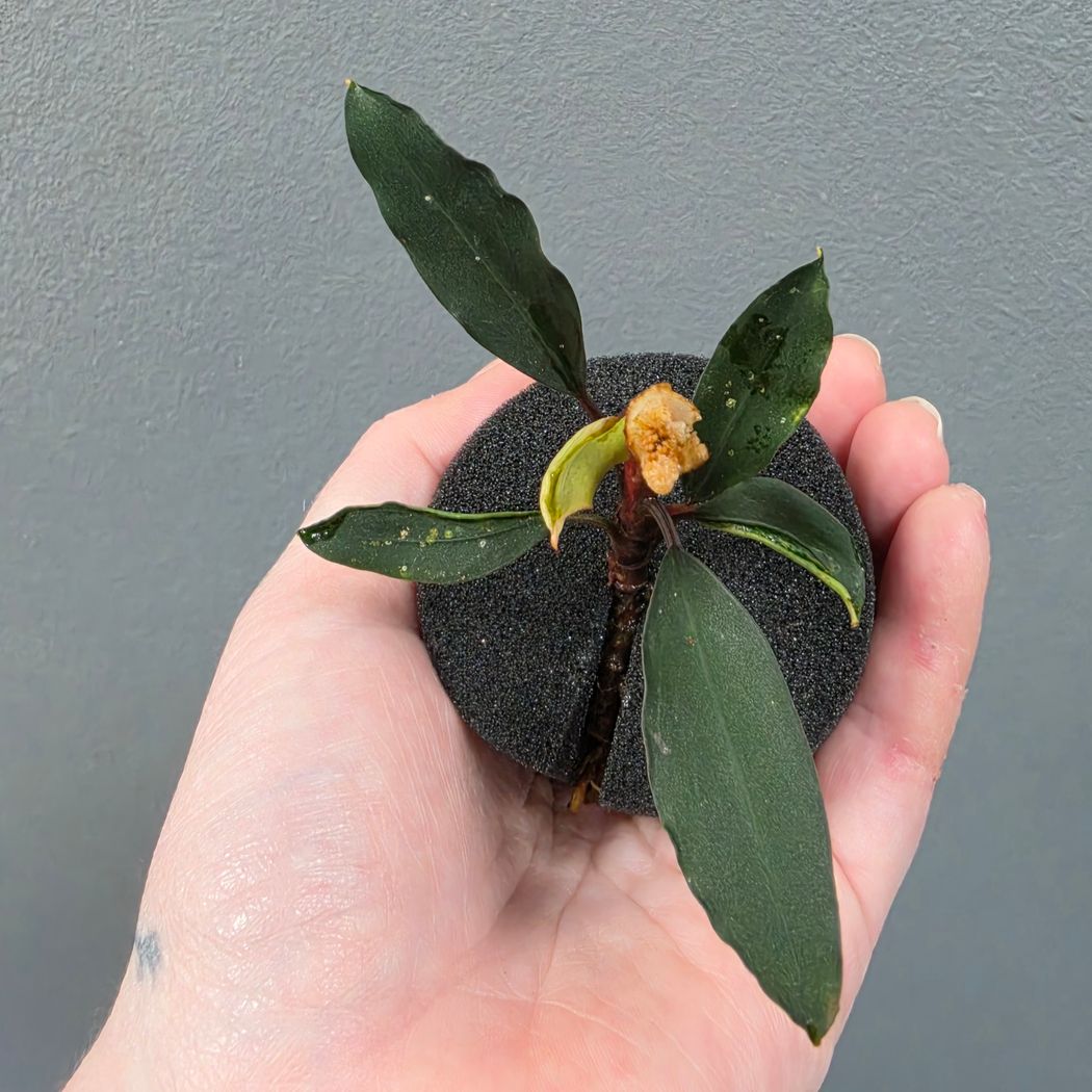 Bucephalandra Achilles Black – horizon aquatics