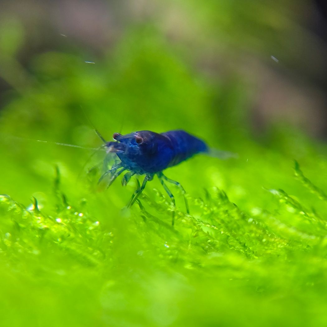 Blue Velvet Shrimp (Neocaridina)