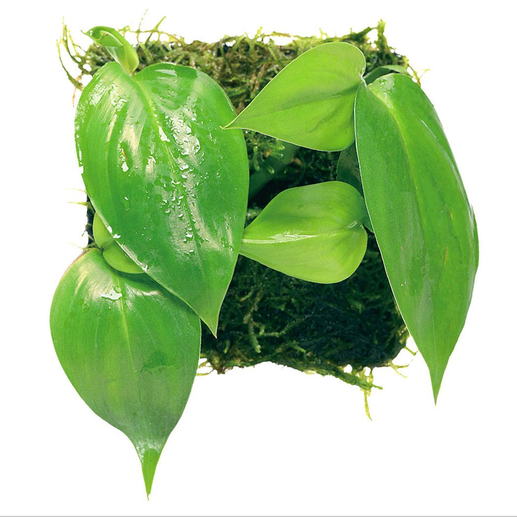 philodendron leaf mat ADA Wabi-Kusa Mat Philodendron sp. 'Papua New Guinea' – horizon aquatics