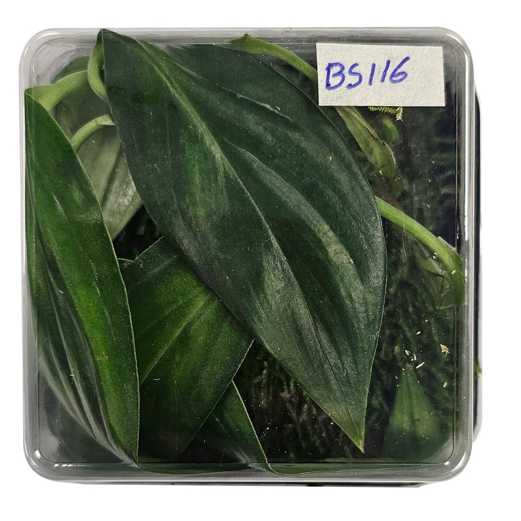 philodendron papua new guinea ADA Wabi-Kusa Mat Philodendron sp. 'Papua New Guinea' – horizon aquatics