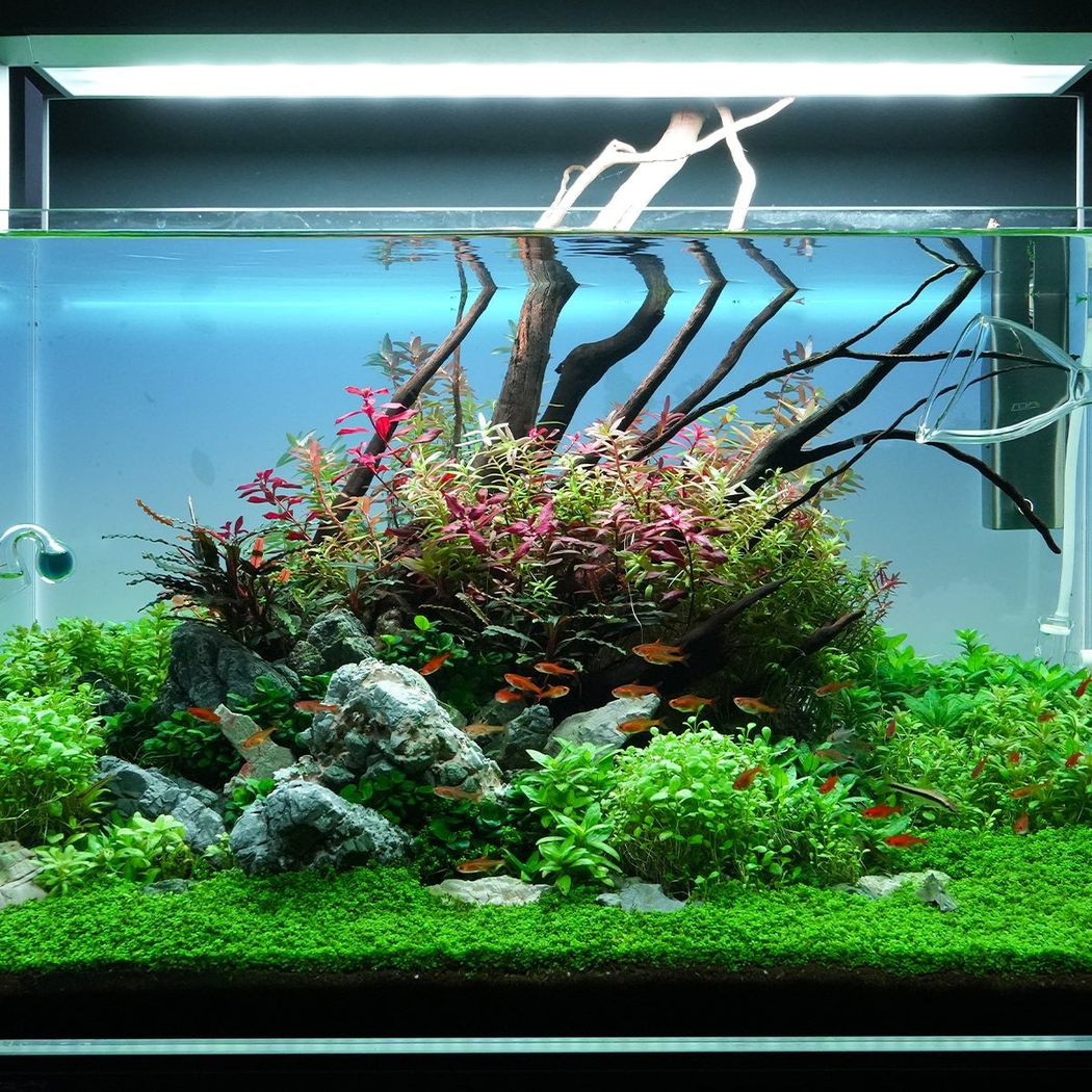 Redmoor Root Wood 40-60cm - L