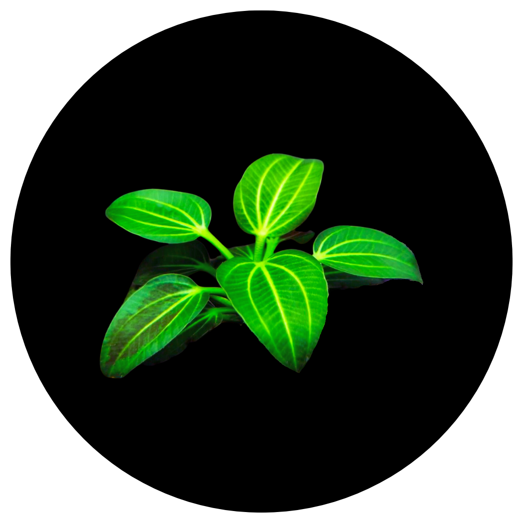 ADA Echinodorus opacus ‘Iguazu 2009’