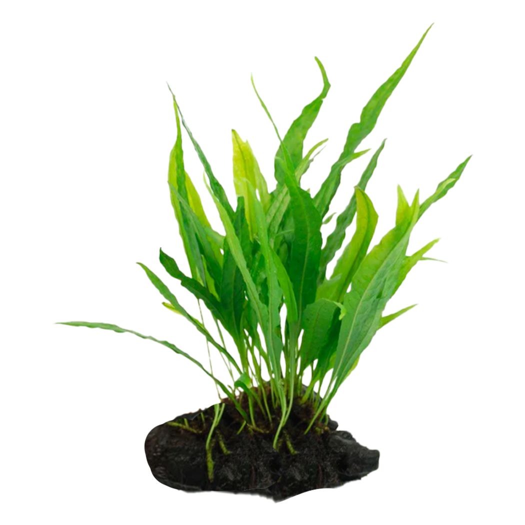 Microsorum pteropus on Wood (Nano)