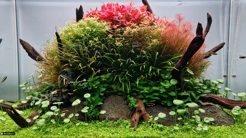 Tropica 1 2 Grow Monte Carlo horizon aquatics
