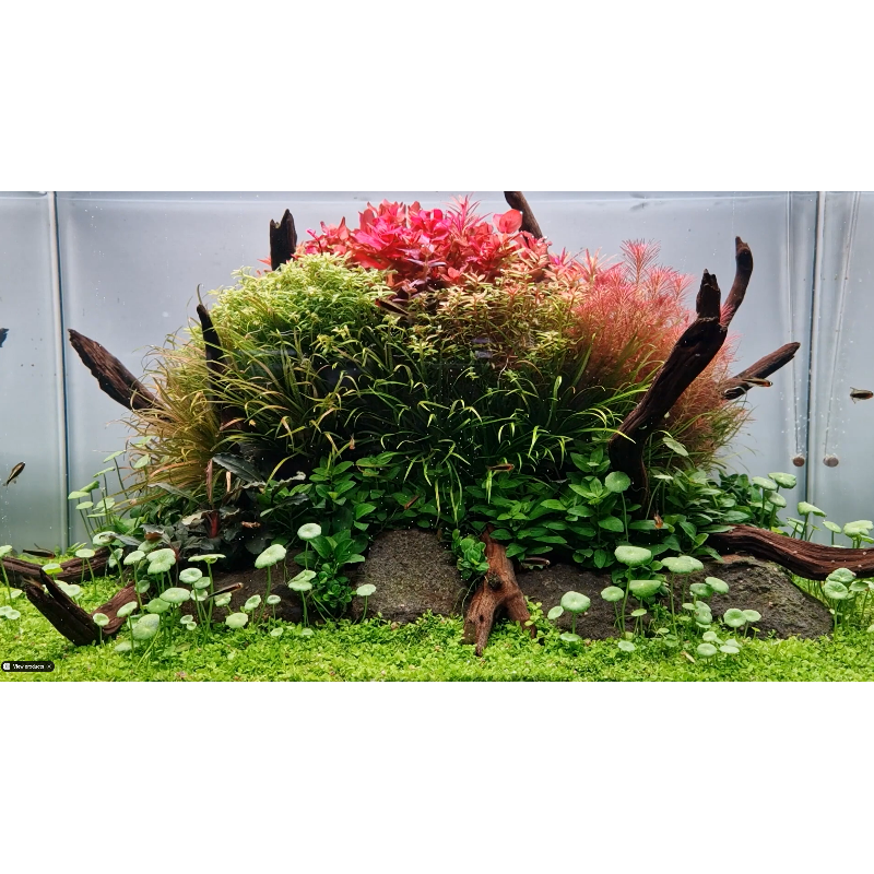 Tropica 1 2 Grow Monte Carlo horizon aquatics