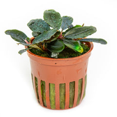Bucephalandra sordidula 'Blue' – horizon aquatics