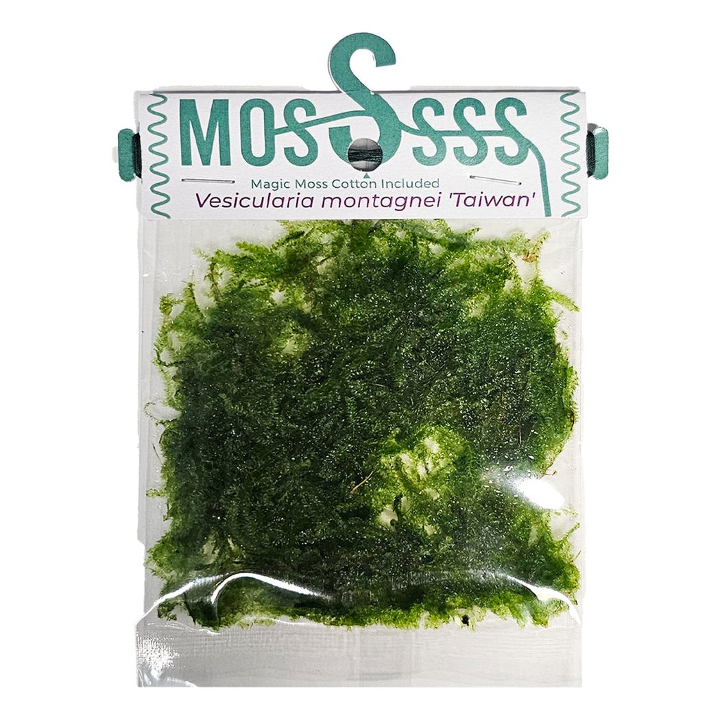 Vesicularia montagnei 'Taiwan' Moss Pouch