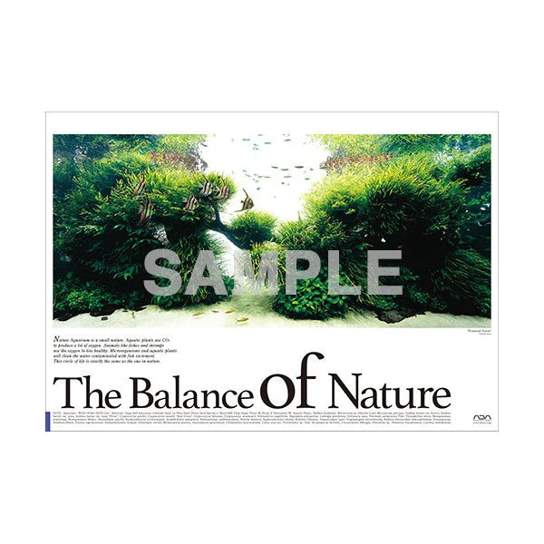 ADA Balance of Nature Poster (A. Pterophyllum altum)
