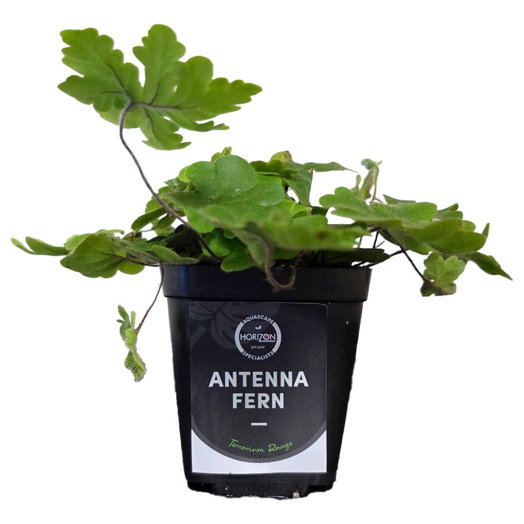 Antenna Fern (doryopteris cordata)