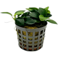 Anubias bonsai  horizon aquatics