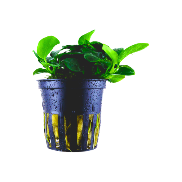 Tropica Anubias Barteri 'Petite'