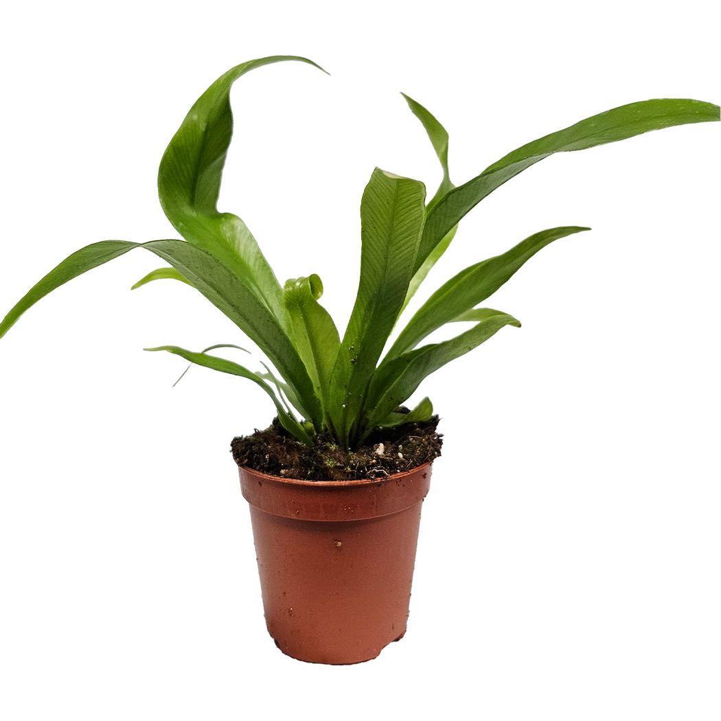 birds nest fern flat Asplenium nidus (Bird's Nest Fern) – horizon aquatics