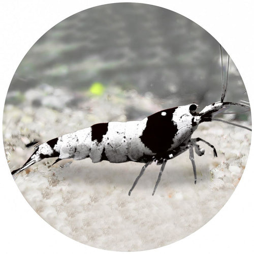 SS Grade Crystal Black Shrimp (Caridina) – horizon aquatics