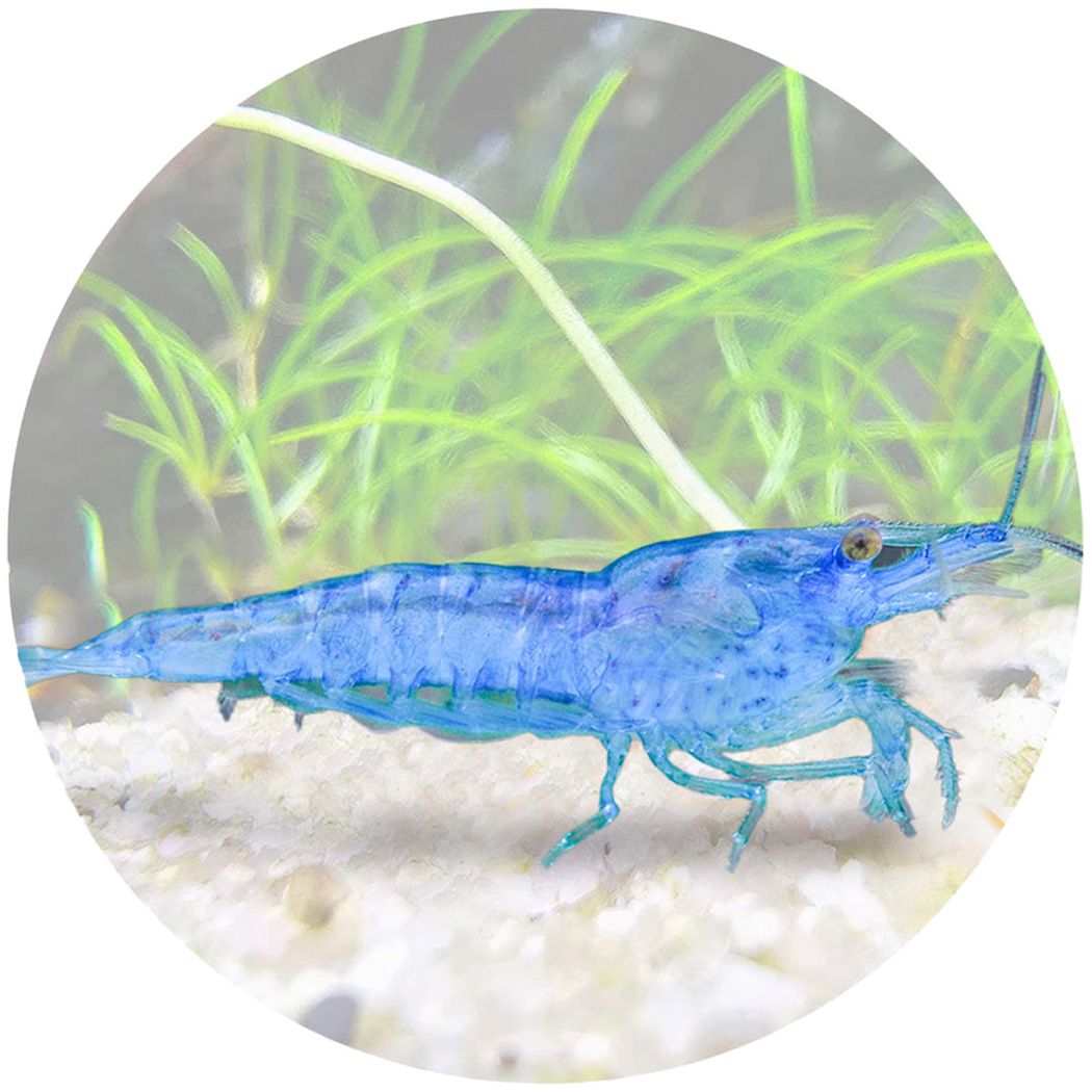 Blue Jelly Shrimp