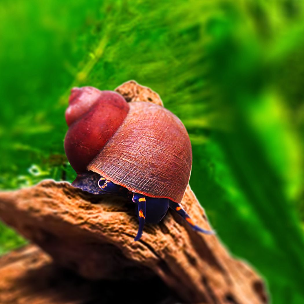 Blueberry Snail (viviparus sp.)