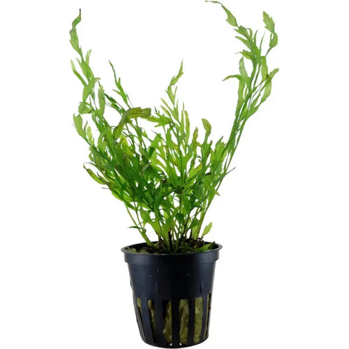 Bolbitis heudelotii – horizon aquatics