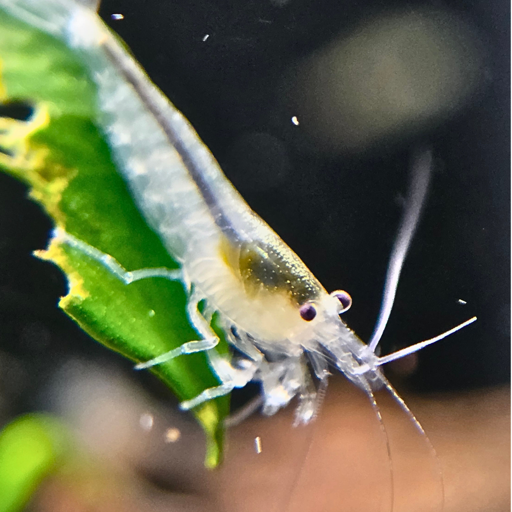 Snow Amano Shrimp