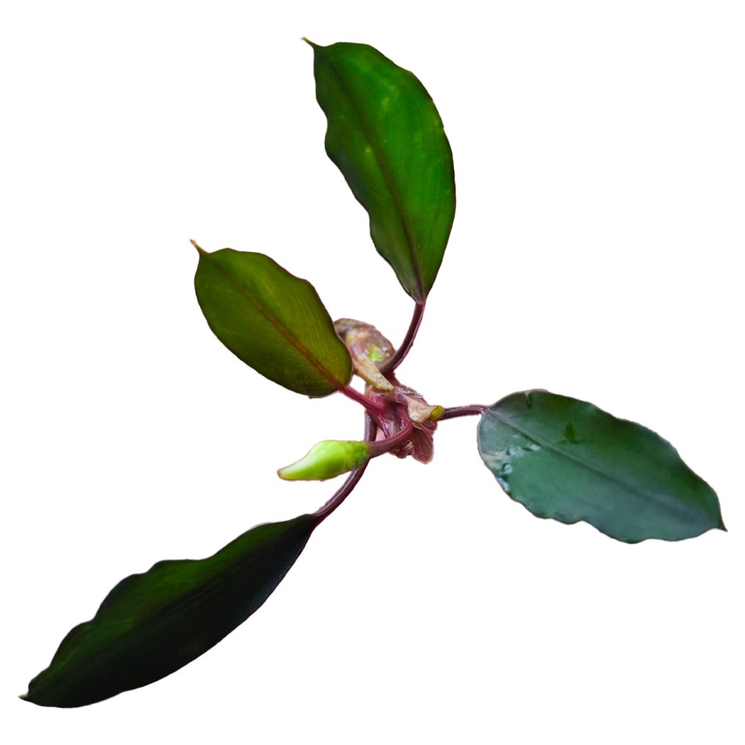 Bucephalandra Achilles Black – horizon aquatics