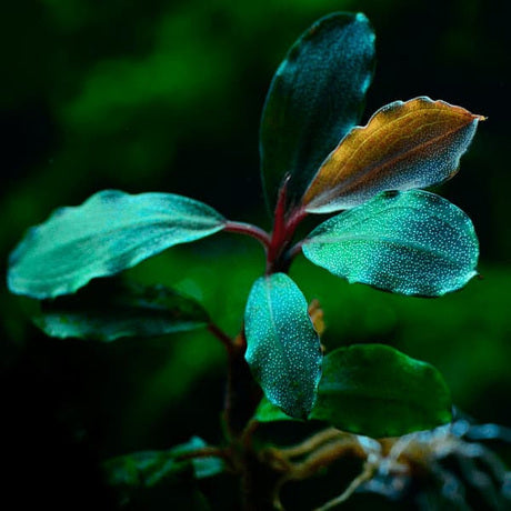Aquaflora Bucephalandra 'Blue Green' – horizon aquatics