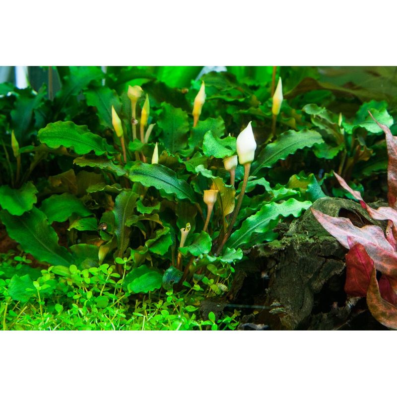 Tropica 1-2-Grow! Bucephalandra Wavy Green 'Bukit Kelam' – horizon aquatics