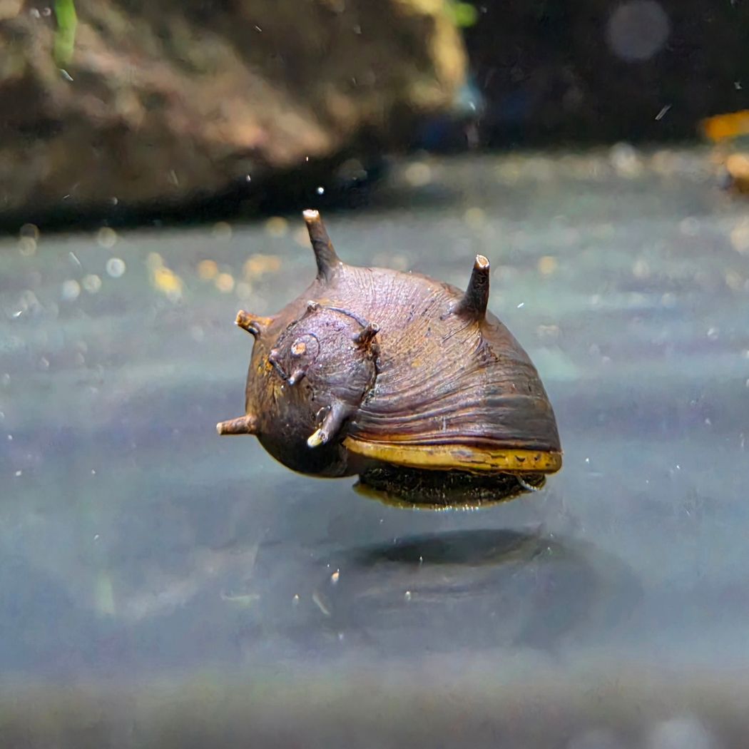 Clithon Snails (Horned Nerite)