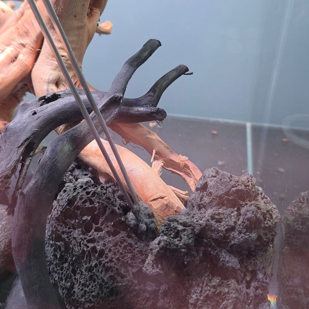 Dymax Composeal Bonding Sponge 50g (3 colour Options)