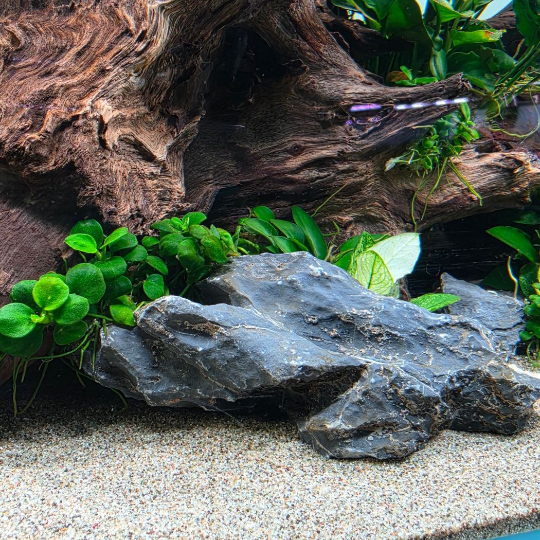 ROKI is SADD 　stone  Dark Seiryu stone (ryuoh) per kg – horizon aquatics