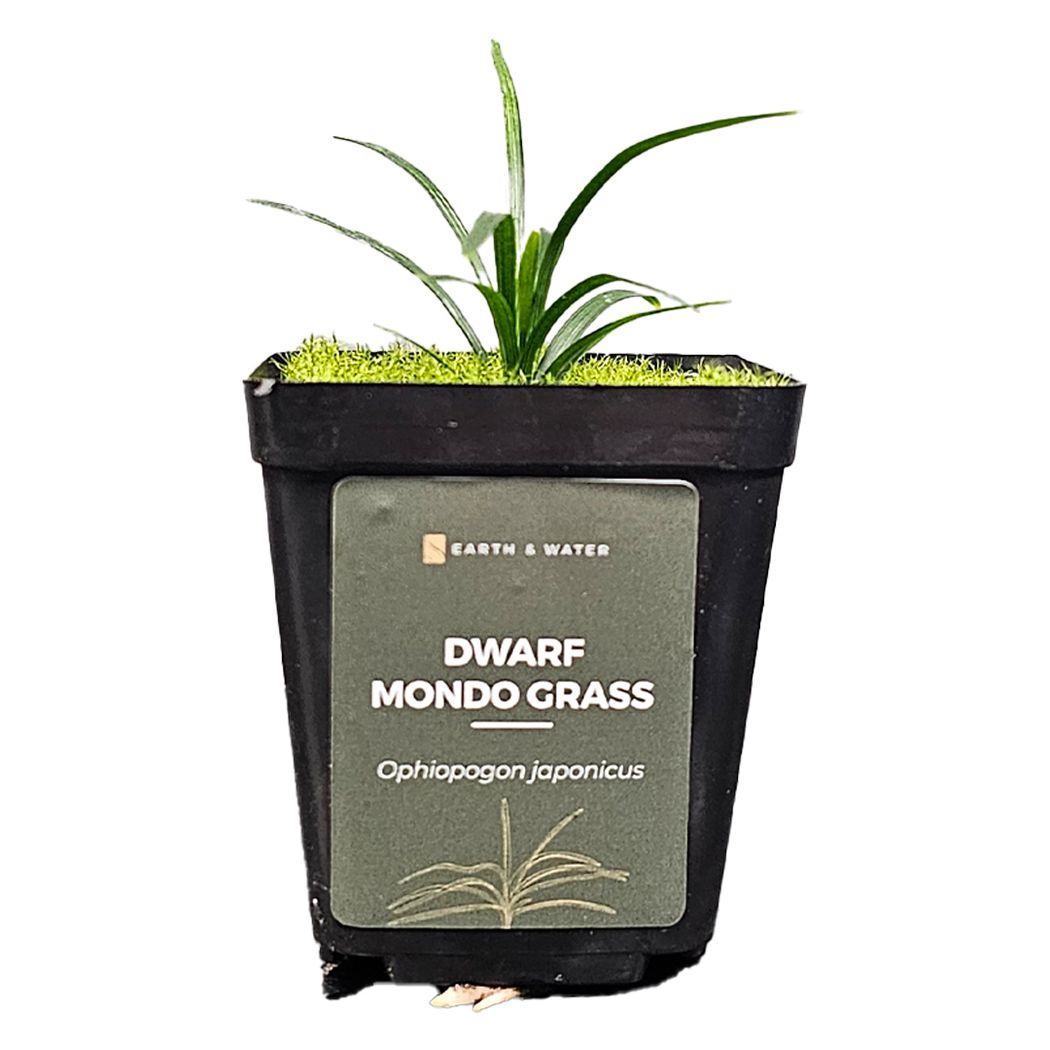 Dwarf Mondo Grass