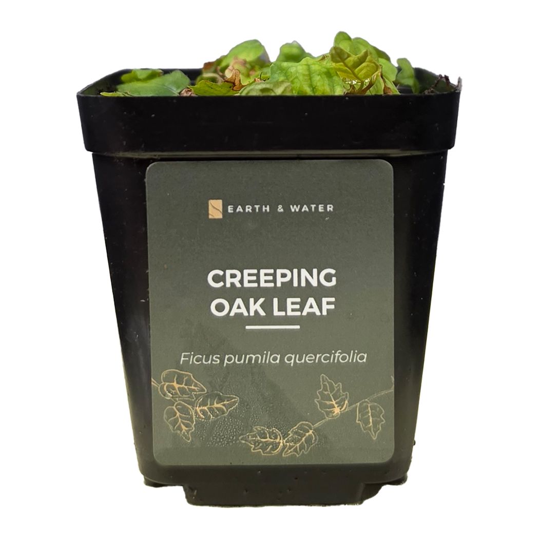 Creeping Oak Leaf