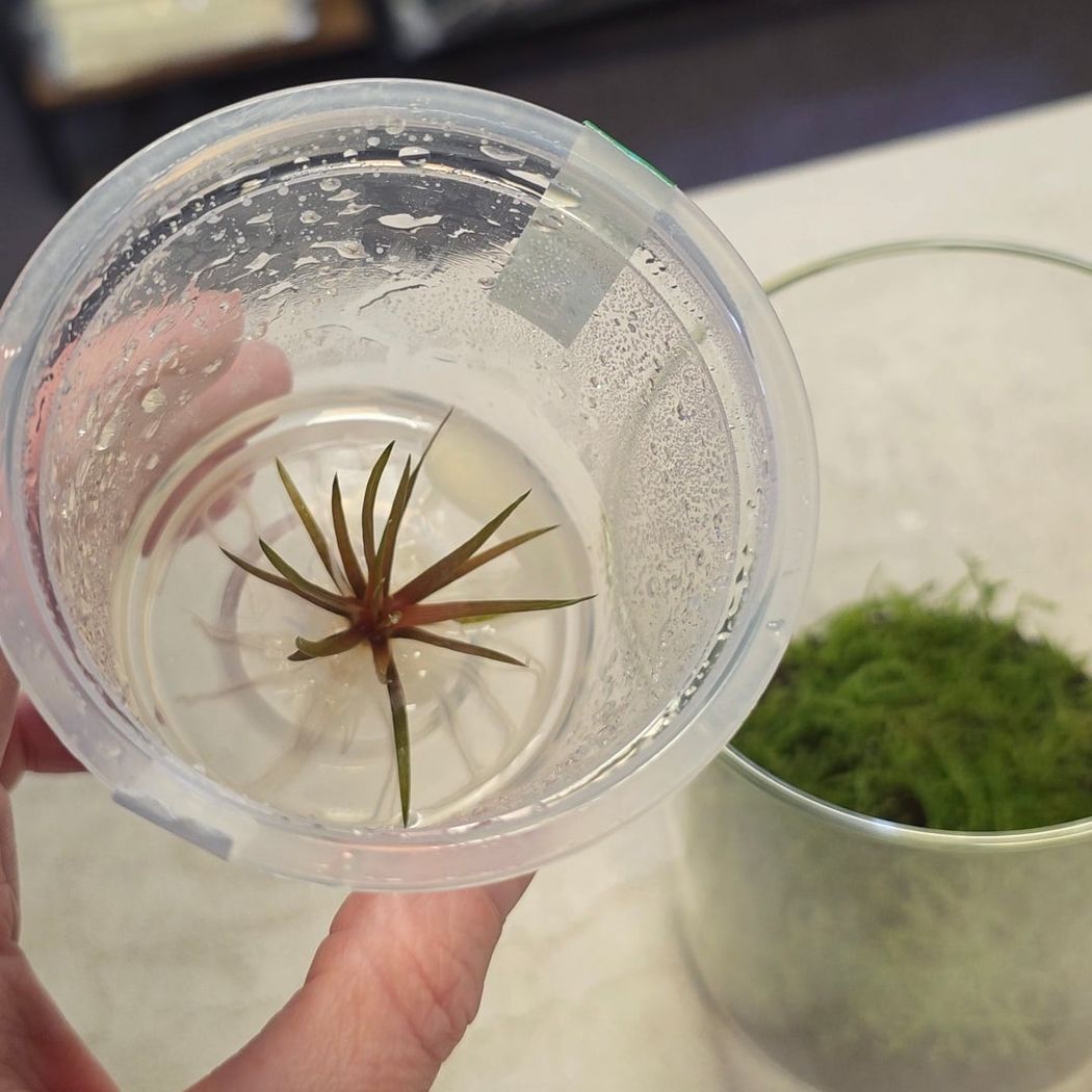 ADA Eriocaulon quinquangulare