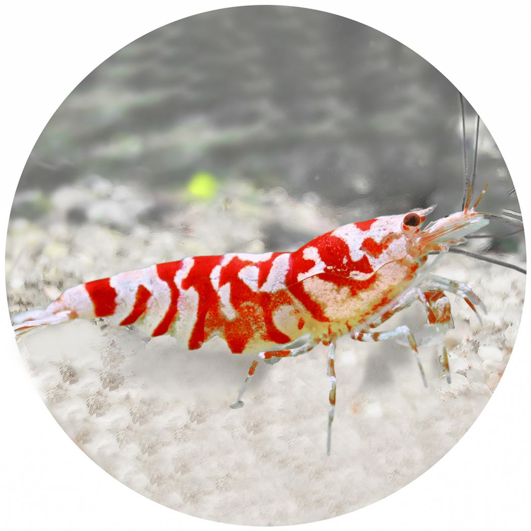 Fancy Red Tiger Shrimp