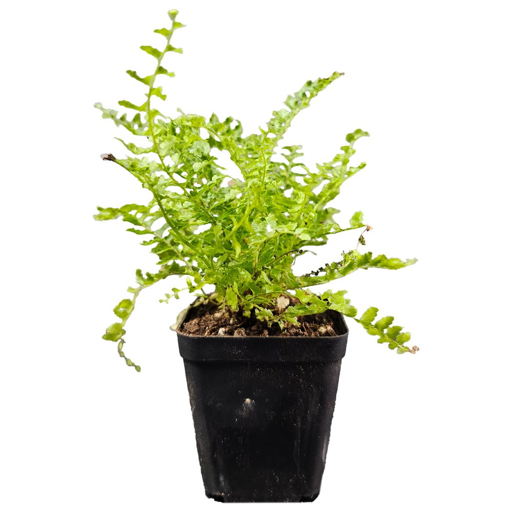 Nephrolepis Fluffy Ruffles Fern