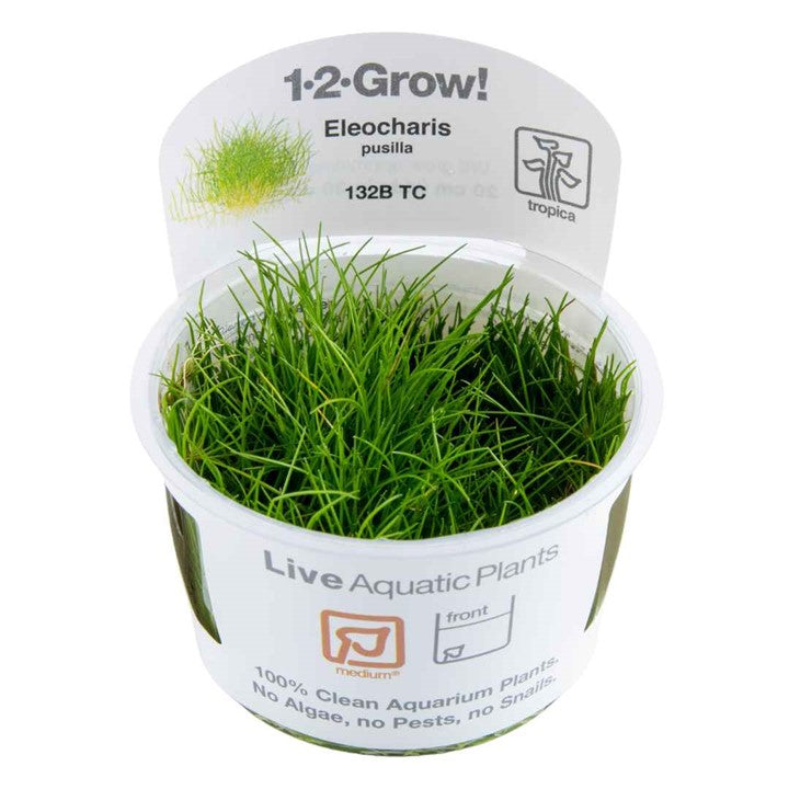 Tropica 1-2 Grow Eleocharis Pusilla (mini hair grass)