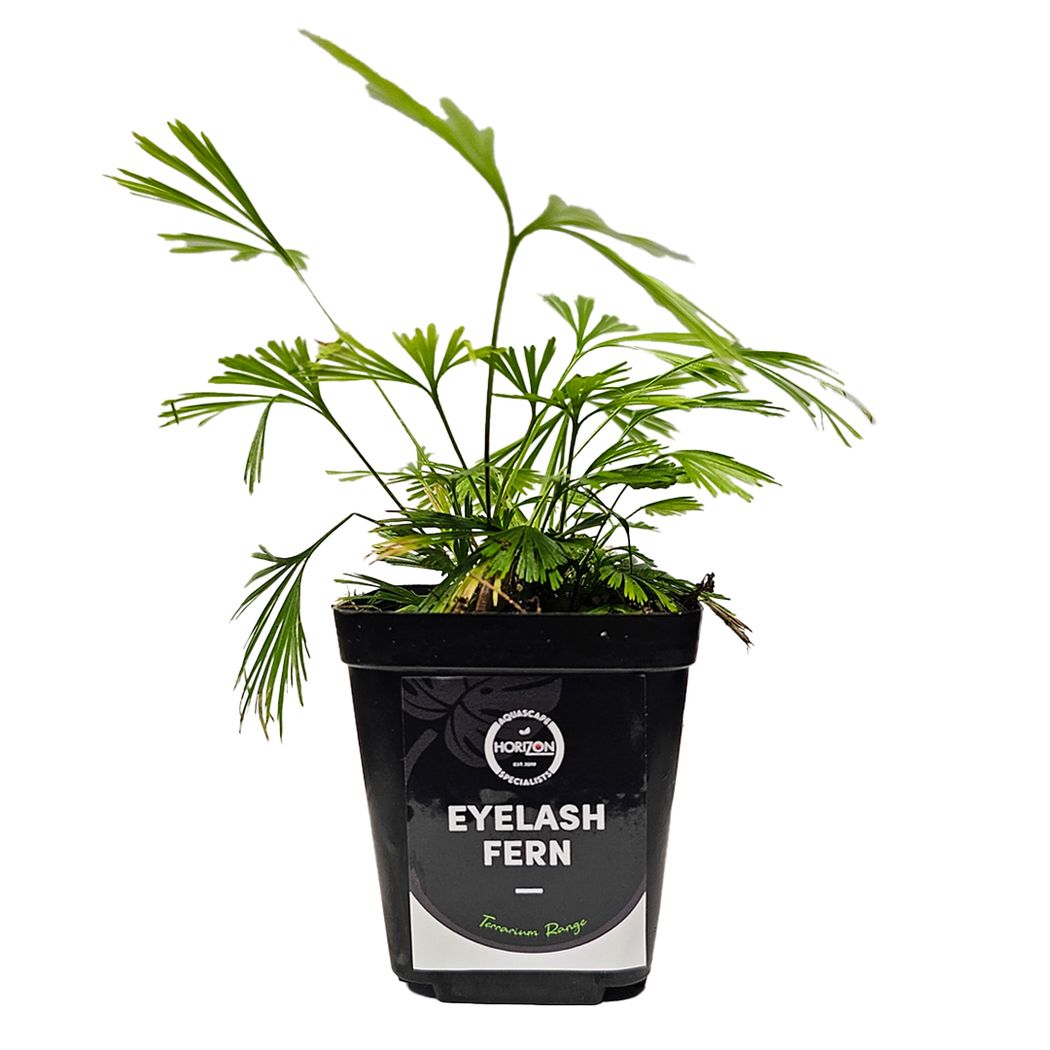 Actiniopteris australis (Eyelash Fern)