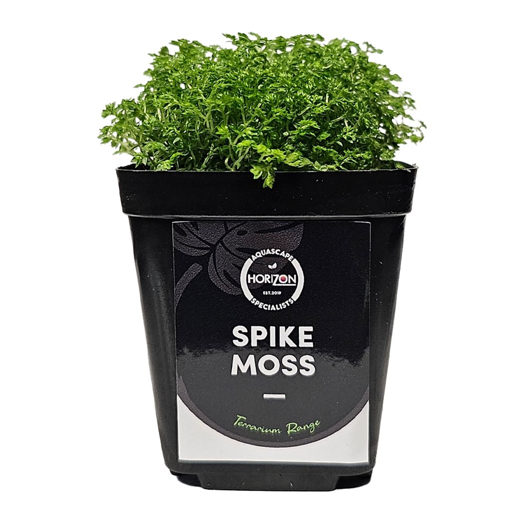 Spike Moss (Selaginella Apoda)