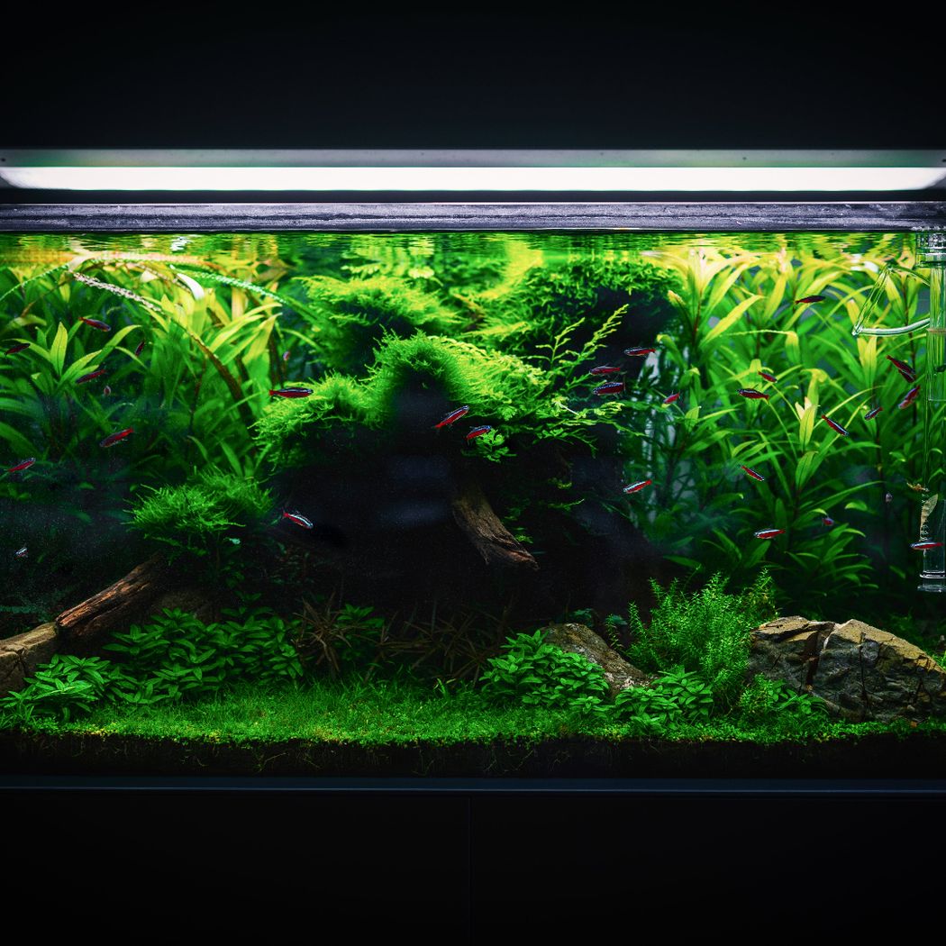 Tropica Hygrophila corymbosa 'Siamensis 53B