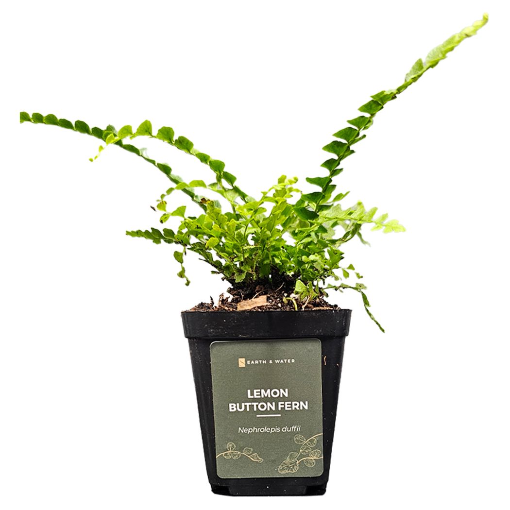Lemon button Fern