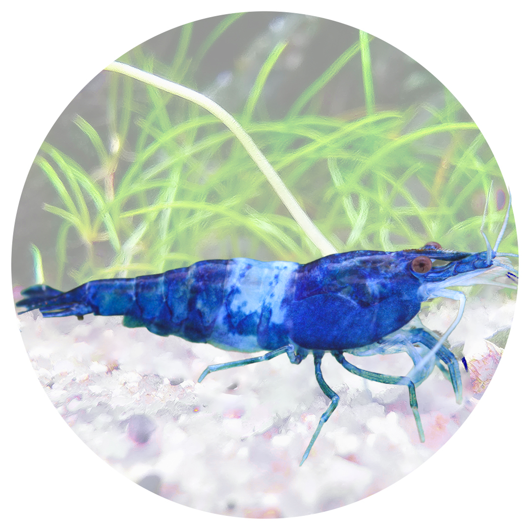 Blue Rili Neocaridina Shrimp