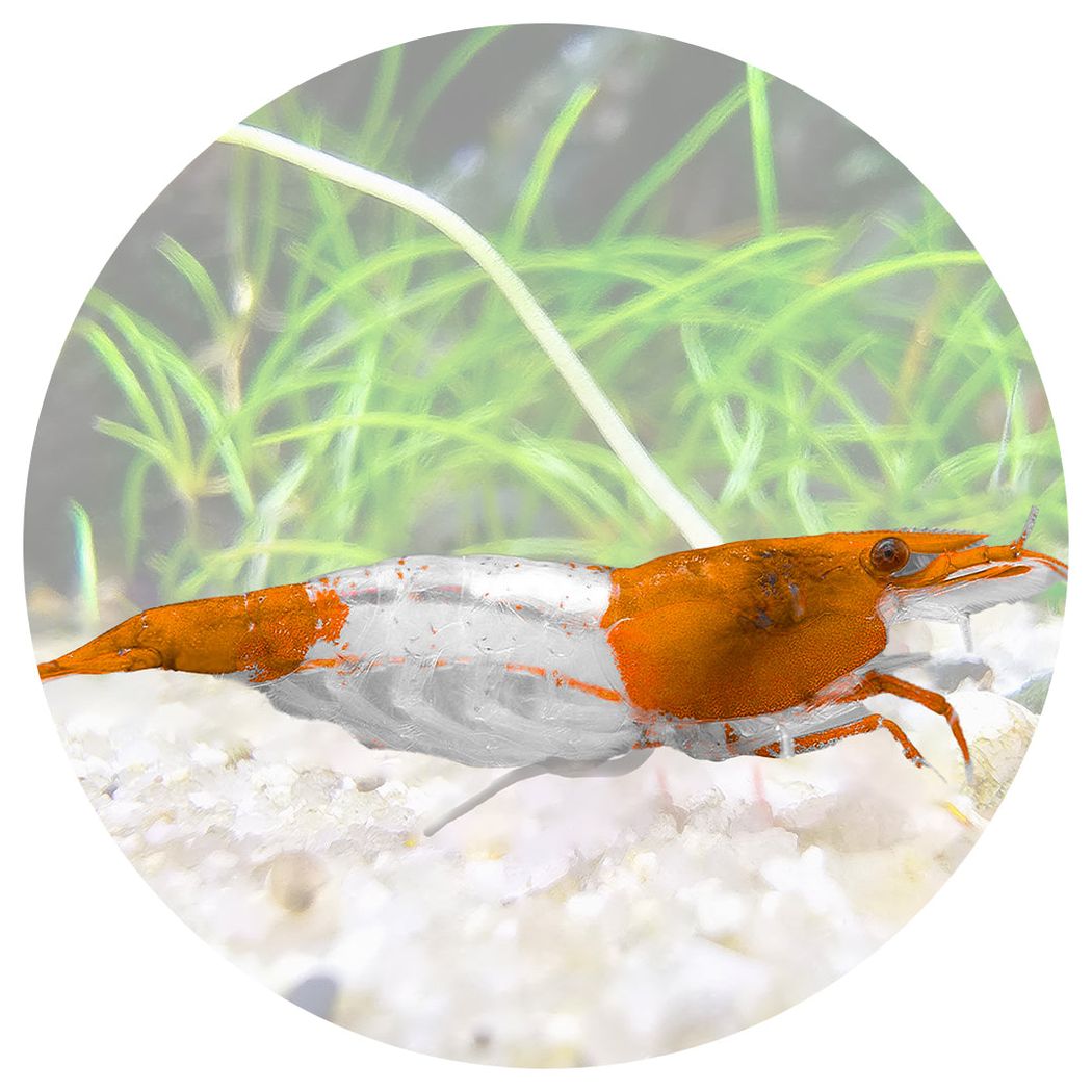 Orange Rili Shrimp