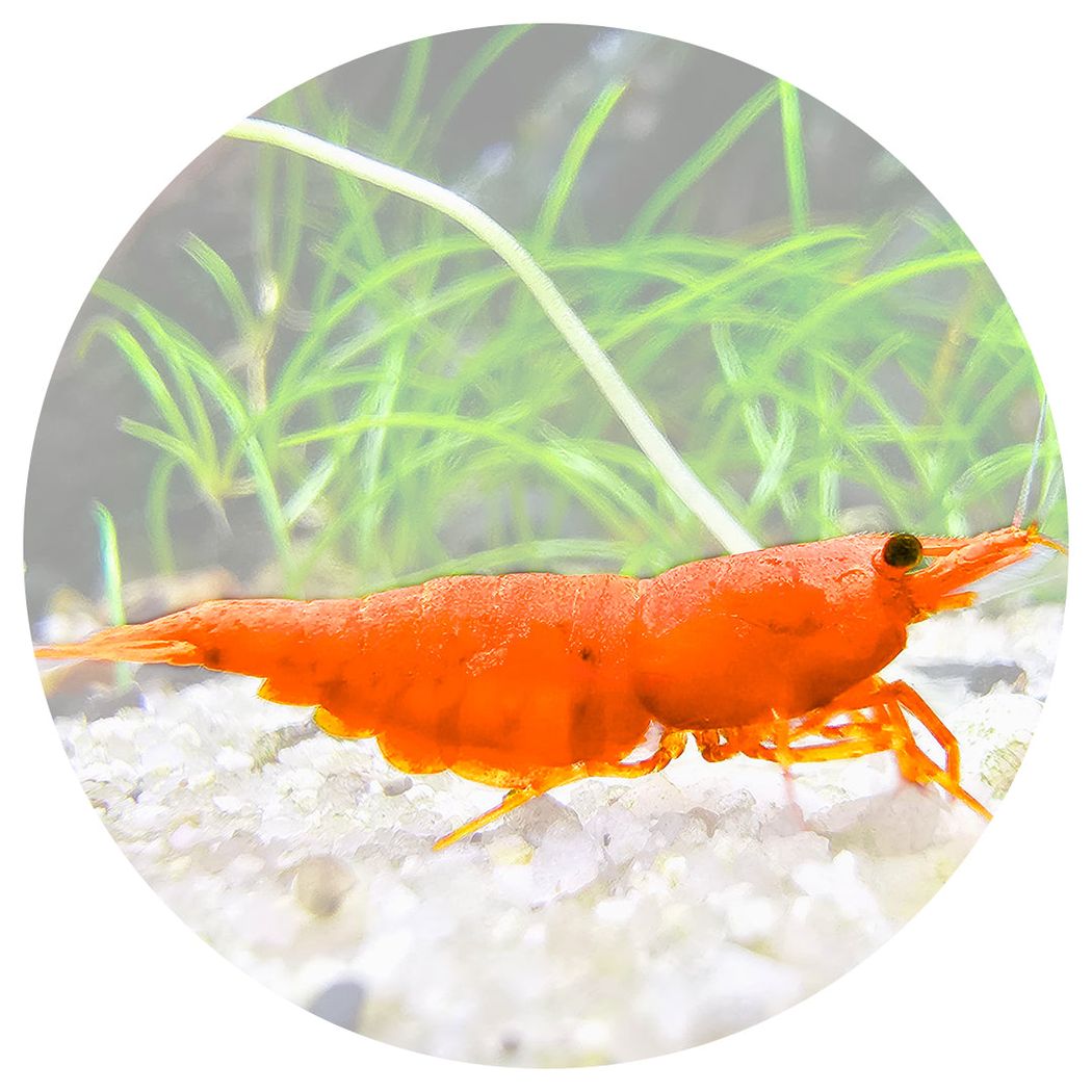 Orange Neocaridina Shrimp
