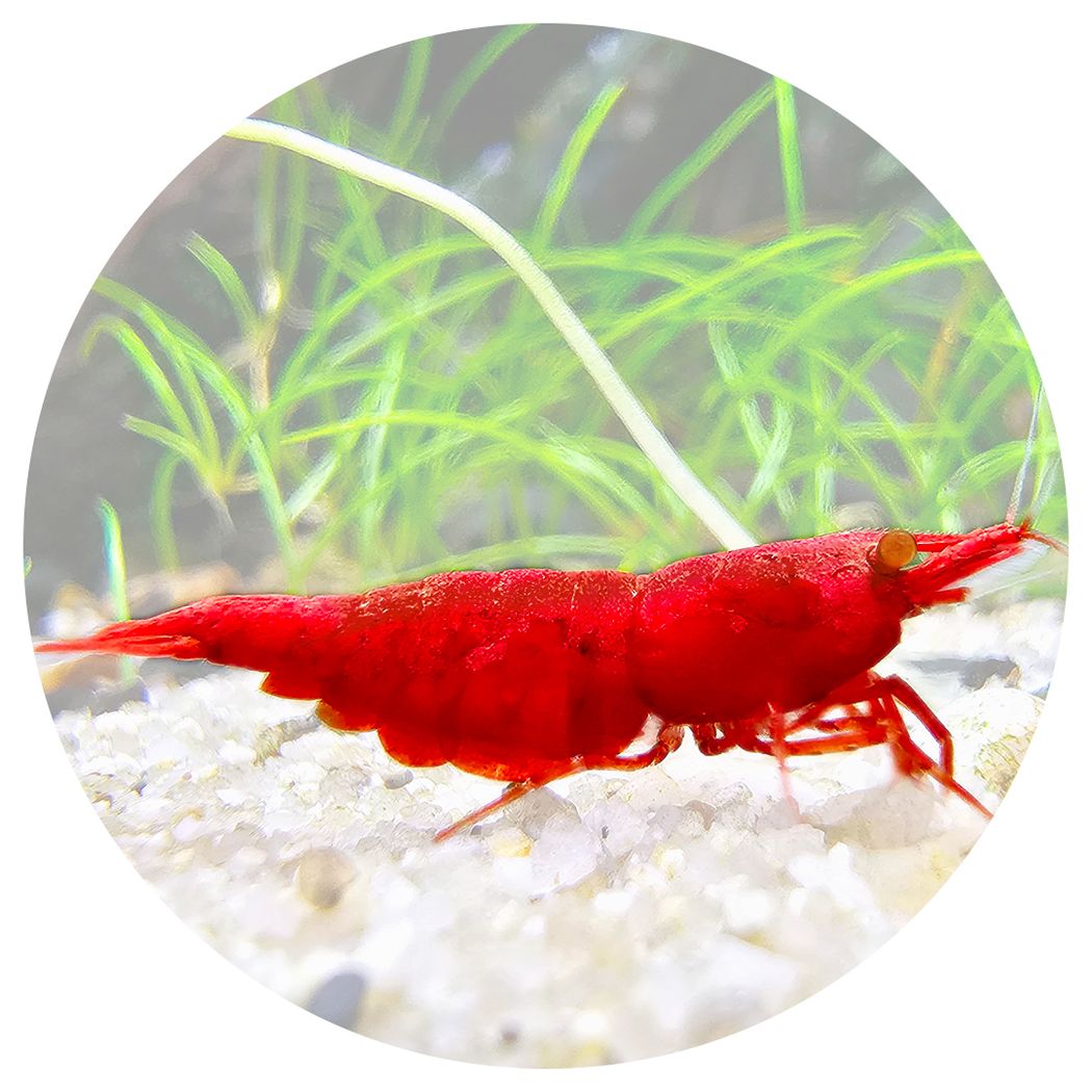 Red Cherry Orange Eyes Shrimp (Neocaridina)